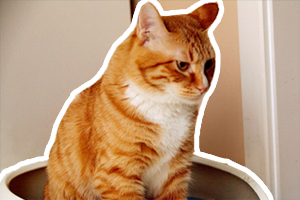 猫咪随地大小便的原因是什么