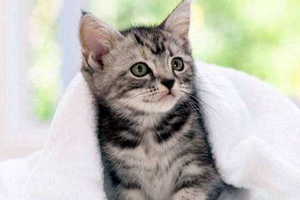 2个月的小猫怎么喂养