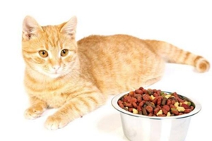 怎么鉴定猫粮好不好