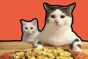 猫只吃肉怎么办