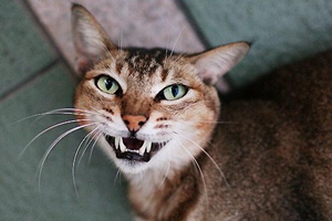 猫咪牙结石怎么去除
