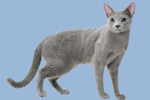 俄罗斯蓝猫喜欢吃什么