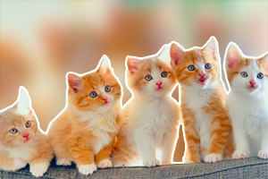 小猫咪吃什么对身体好