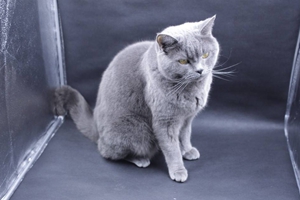 猫咪怎么空运