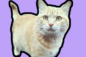 流浪猫身上有跳蚤怎么办