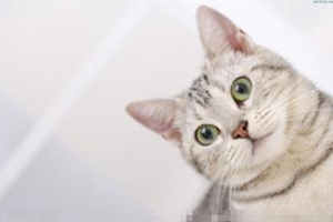 猫咪怎么补钙