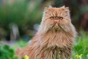 如何养波斯猫