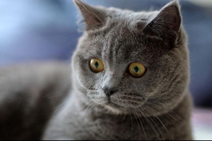 短毛猫如何饲养