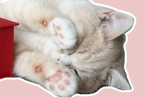 猫爪子的肉垫怎么护理