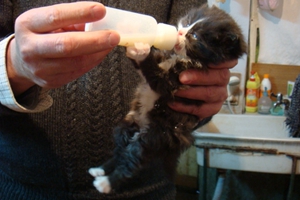 小奶猫怎么喂奶