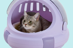 宠物猫托运注意事项有什么