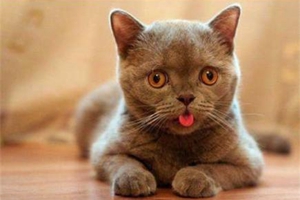 小猫不吃猫粮怎么办