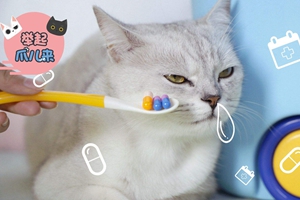怎么给猫咪喂药