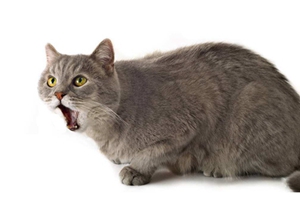 怎么给猫刷牙