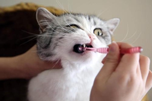 怎样给小猫刷牙