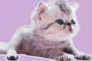 小奶猫吃什么食物