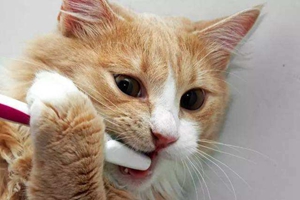 怎么给猫猫清洁口腔
