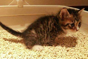 猫砂怎么换
