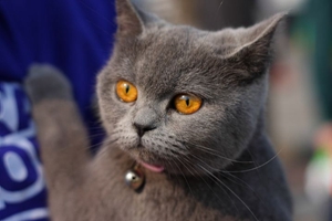 短毛猫怎么干洗 短毛猫干洗方法介绍
