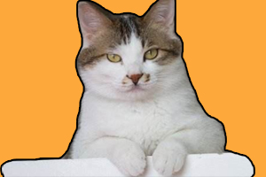猫爪必须在上原则怎么回事