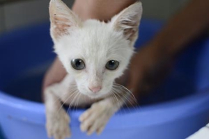 小猫洗澡注意事项有哪些