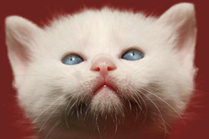 小猫咪吃什么食物好