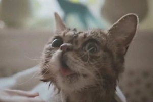 如何给小猫洗澡