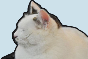 家猫怎么养胖