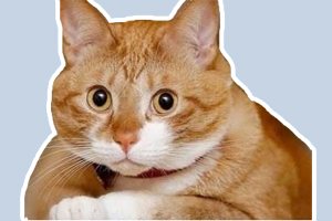 猫咪爱咬人怎么办