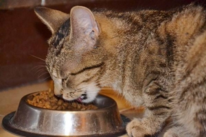 猫食欲不振怎么解决