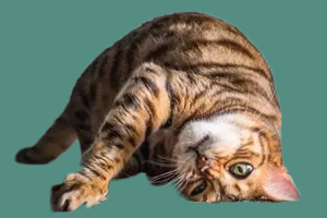 猫草和猫薄荷的区别