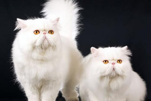 波斯猫吃什么好