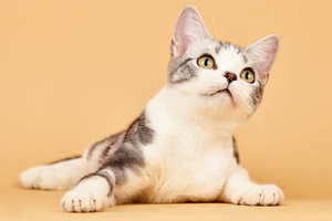 养小猫需要注意什么