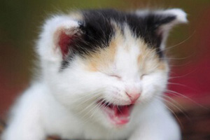 猫天天叫是什么情况