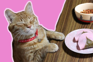 小猫吃什么都挑食怎么办