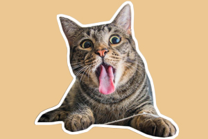 猫薄荷是什么