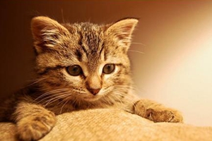 猫砂有什么用