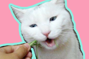 猫草的作用是什么