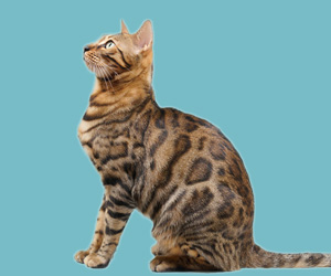 猫耳朵怎么清理