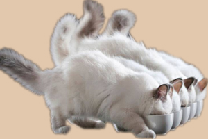 小猫吃什么长得快