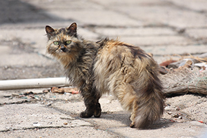 流浪猫怎么带回家