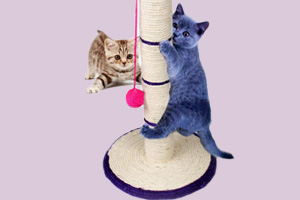猫玩具自制方法