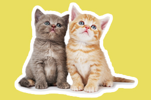 幼猫猫粮和成猫猫粮的区别是什么