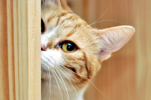 怎样养猫它才不会跑