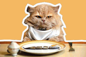 自制猫粮的做法