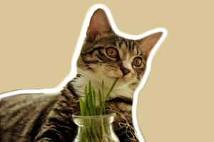 猫草怎么喂