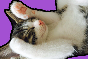 猫爪子怎么护理