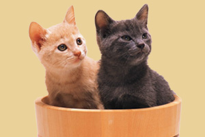 怎样养猫不臭