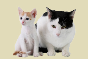 猫的寿命怎么算