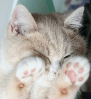 猫爪子怎么剪